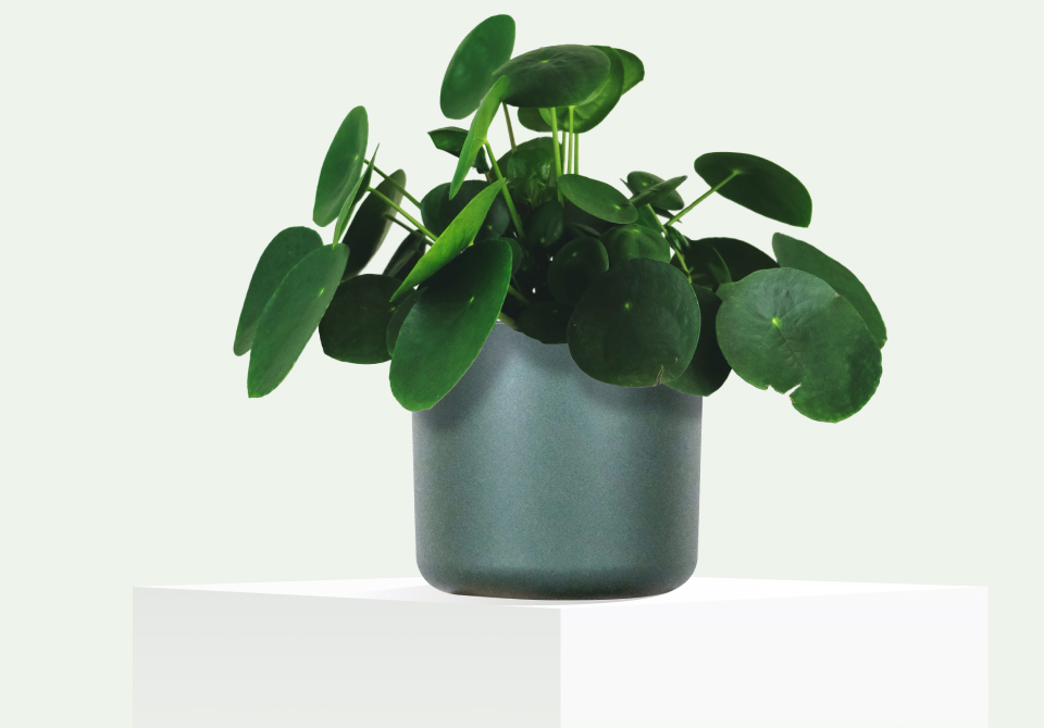 plants store hero img